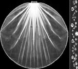 Italian Veil With Crystal Edge