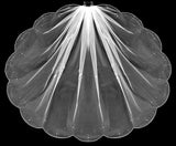 Veil With Scalloped Edge